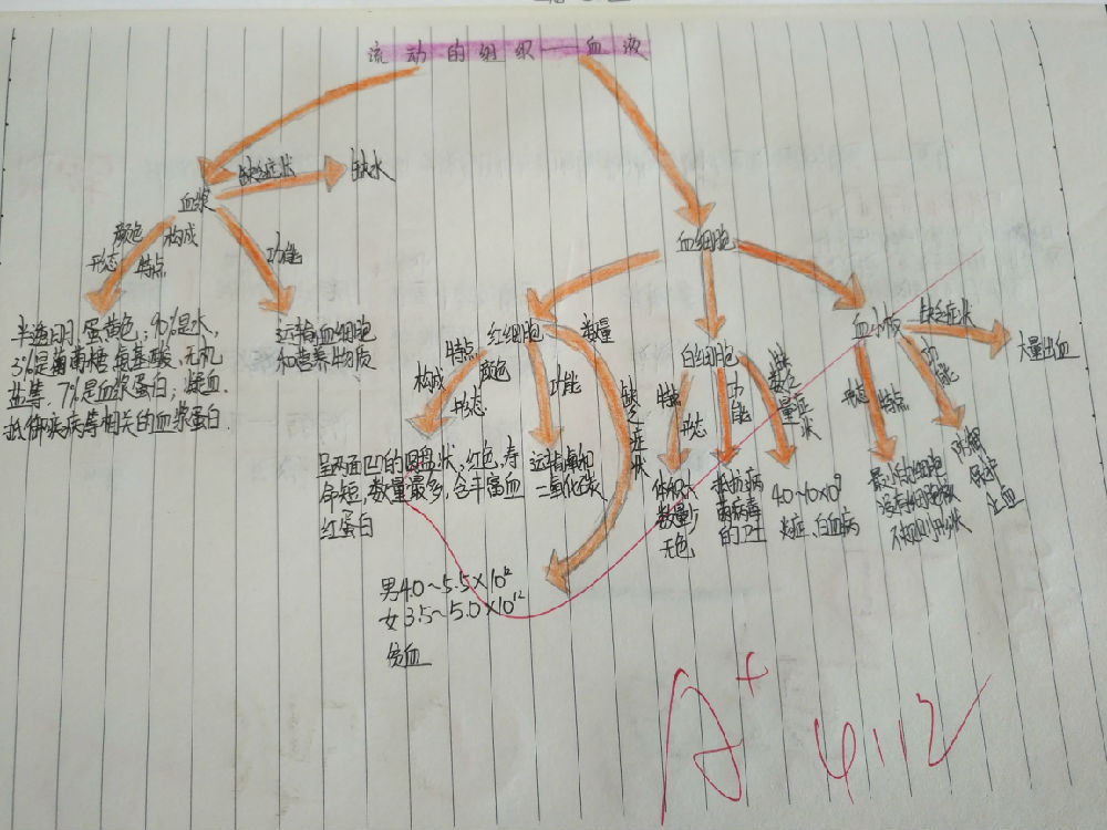 思维导图在流动的组织血液中的应用